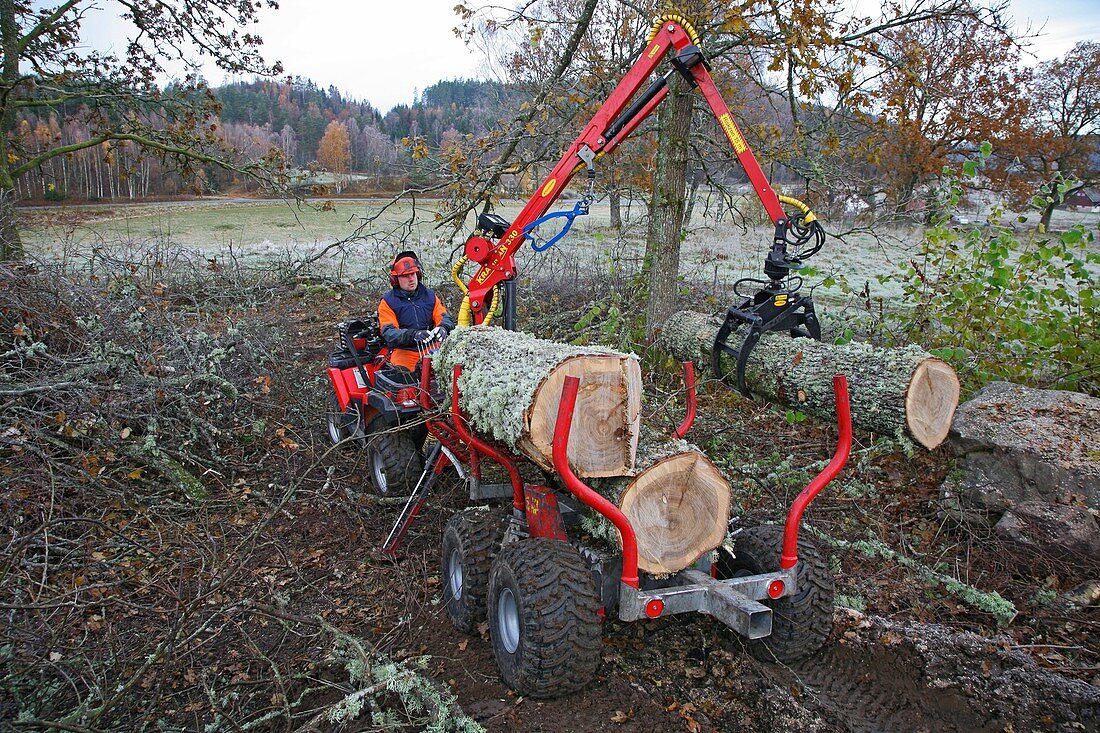 Tree surgeon