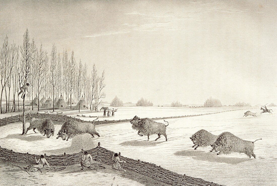 Native American bison pound,artwork