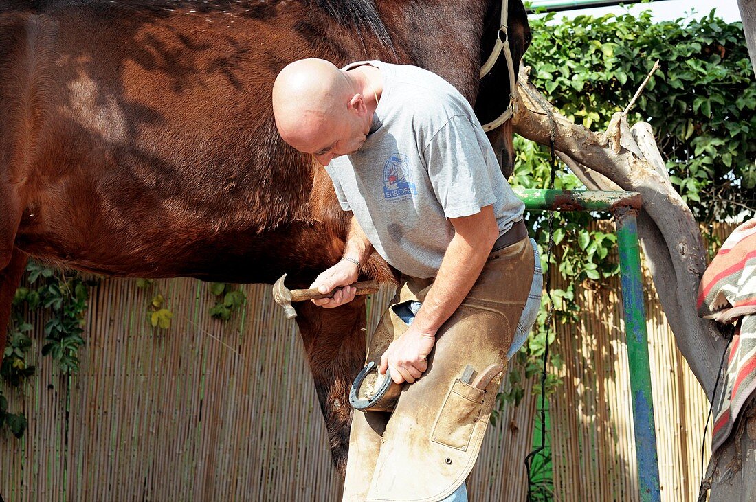 Shoeing a horse