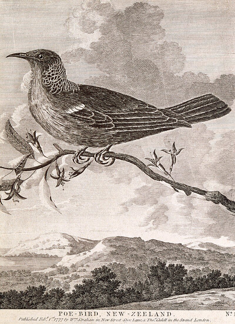 Tui bird,18th century artwork