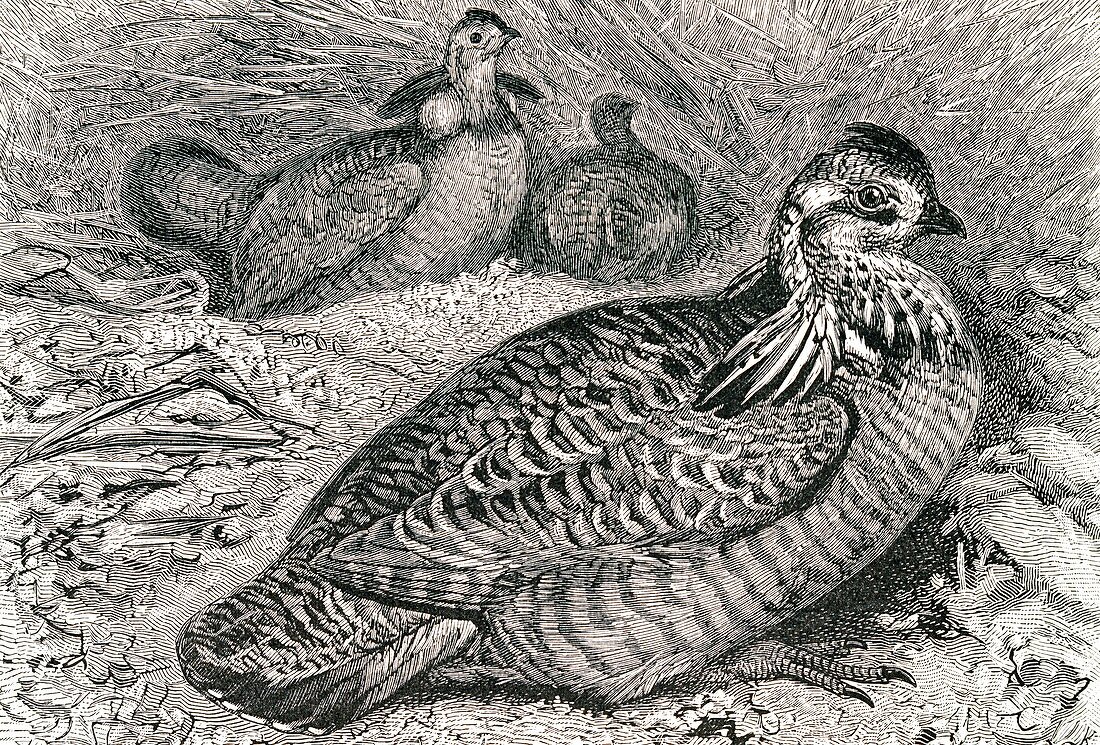Prairie hen,19th century artwork