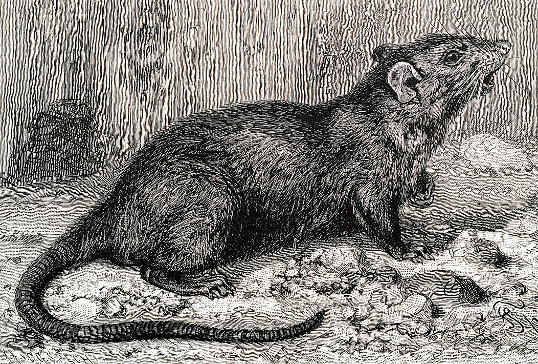 Black rat,19th century artwork