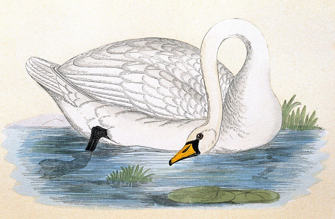 Polish swan,19th century artwork