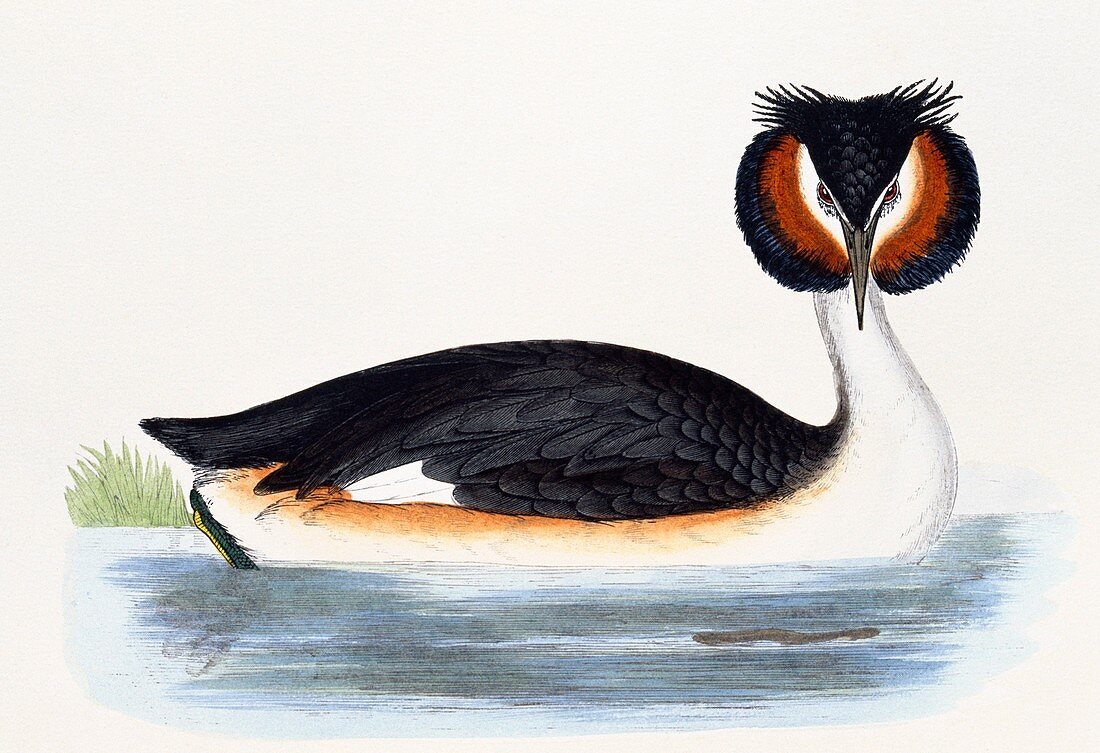 Great crested grebe,19th century artwork
