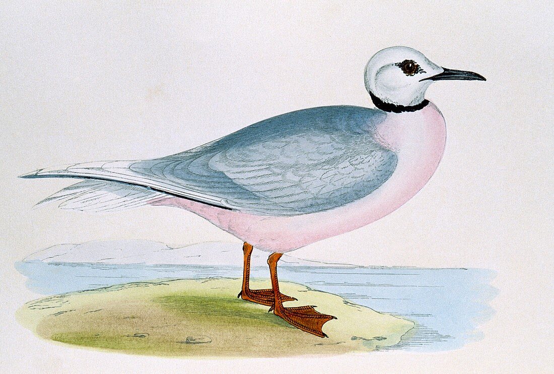 Ross's gull,19th century artwork