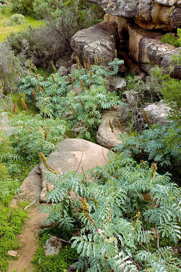 Honey bush (Melianthus major)