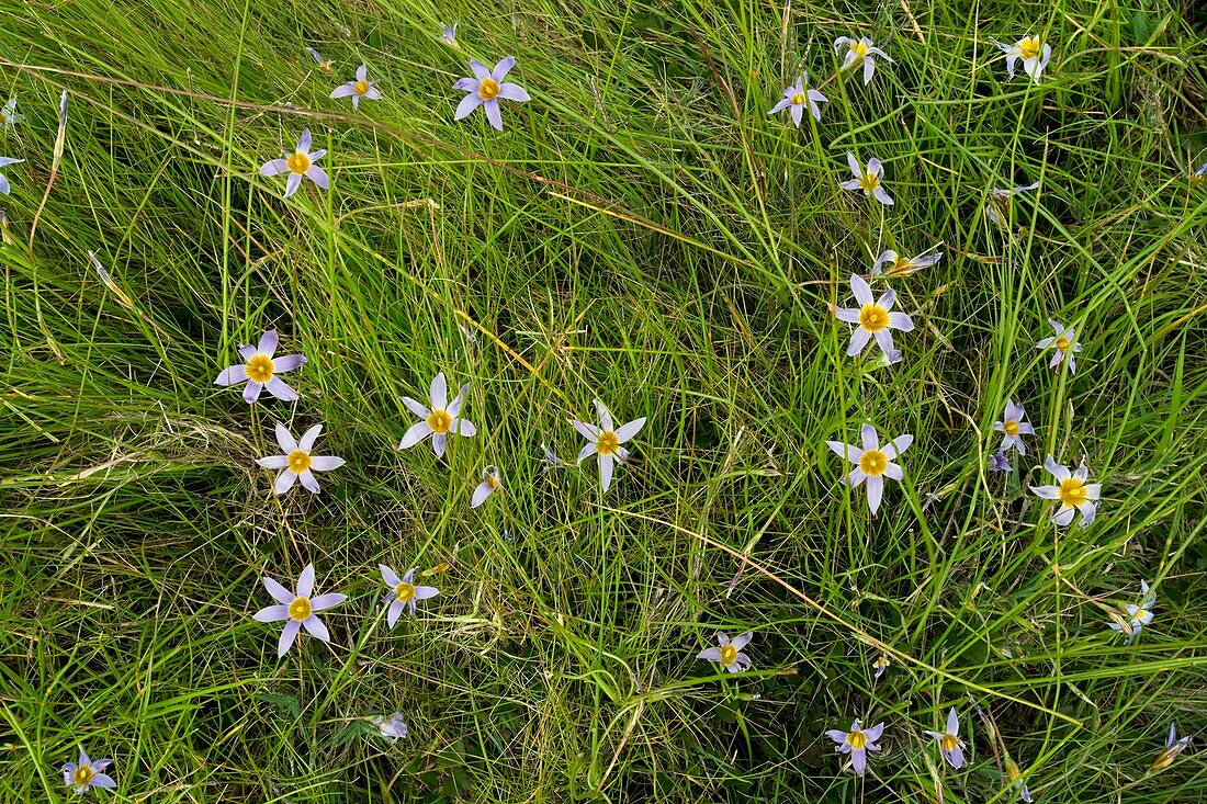 Sand Crocus (Romulea tabularis)