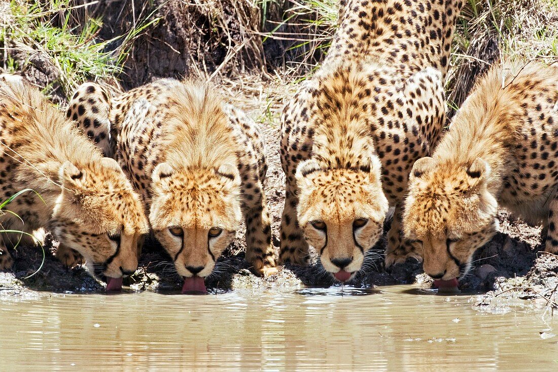 Cheetahs drinking at a watering hole