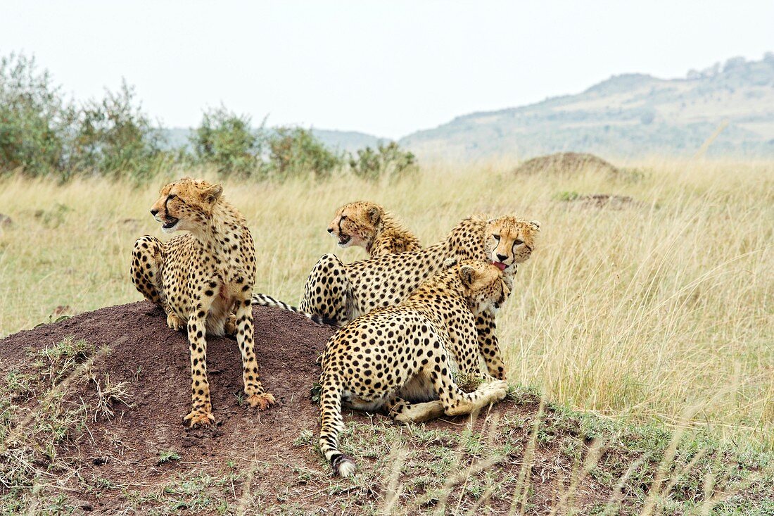 Cheetah resting on a termite mound