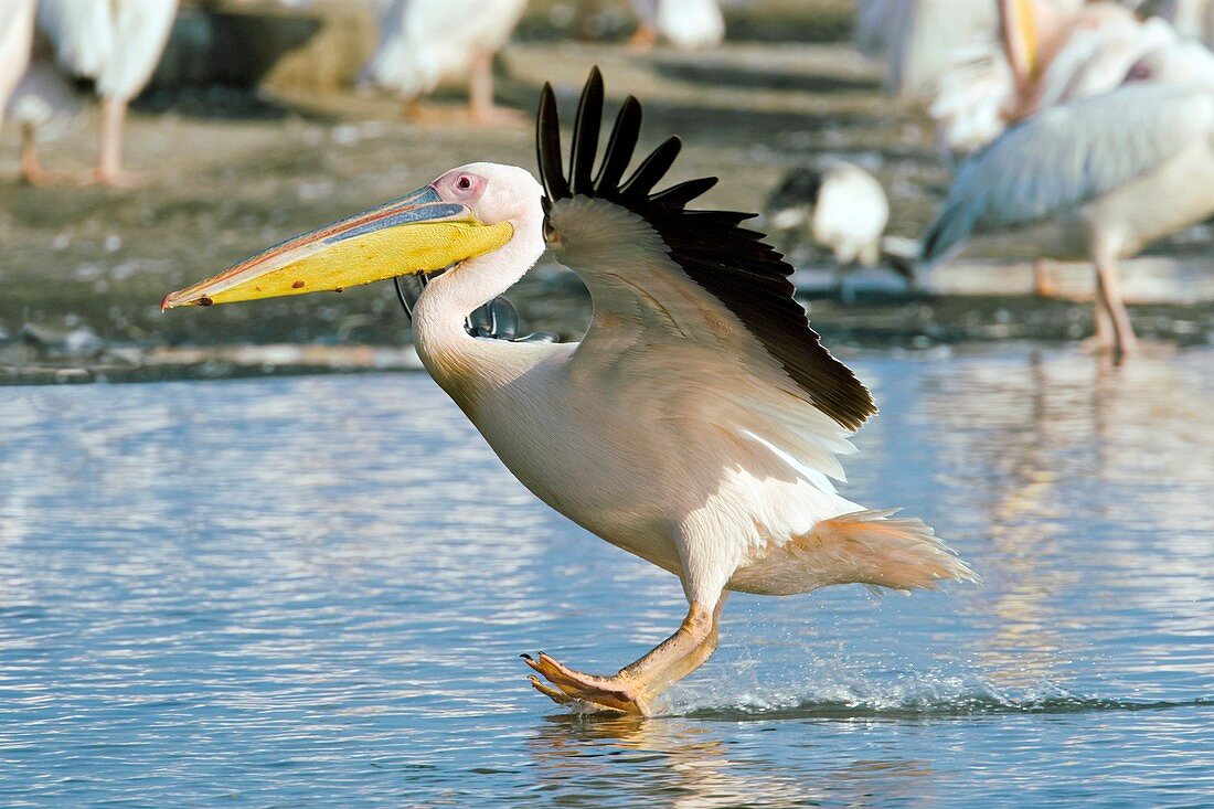 Great white pelican landing
