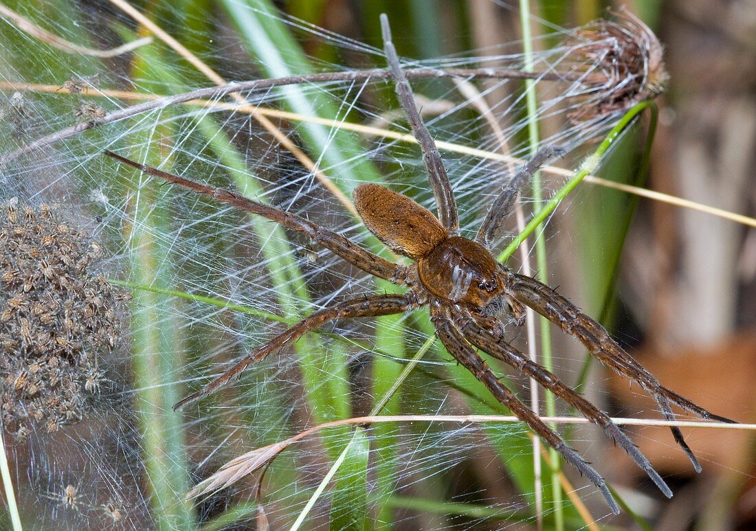 Fen raft spider and young