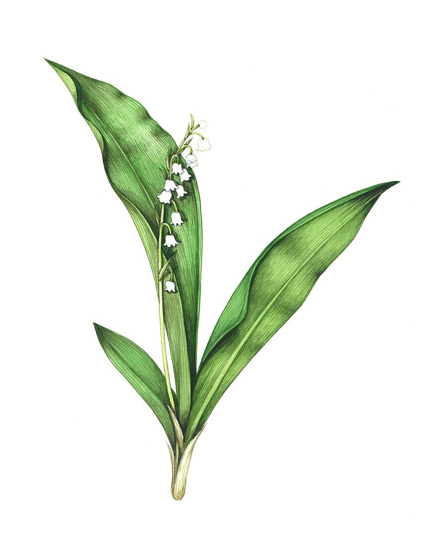 Lily of the valley,artwork