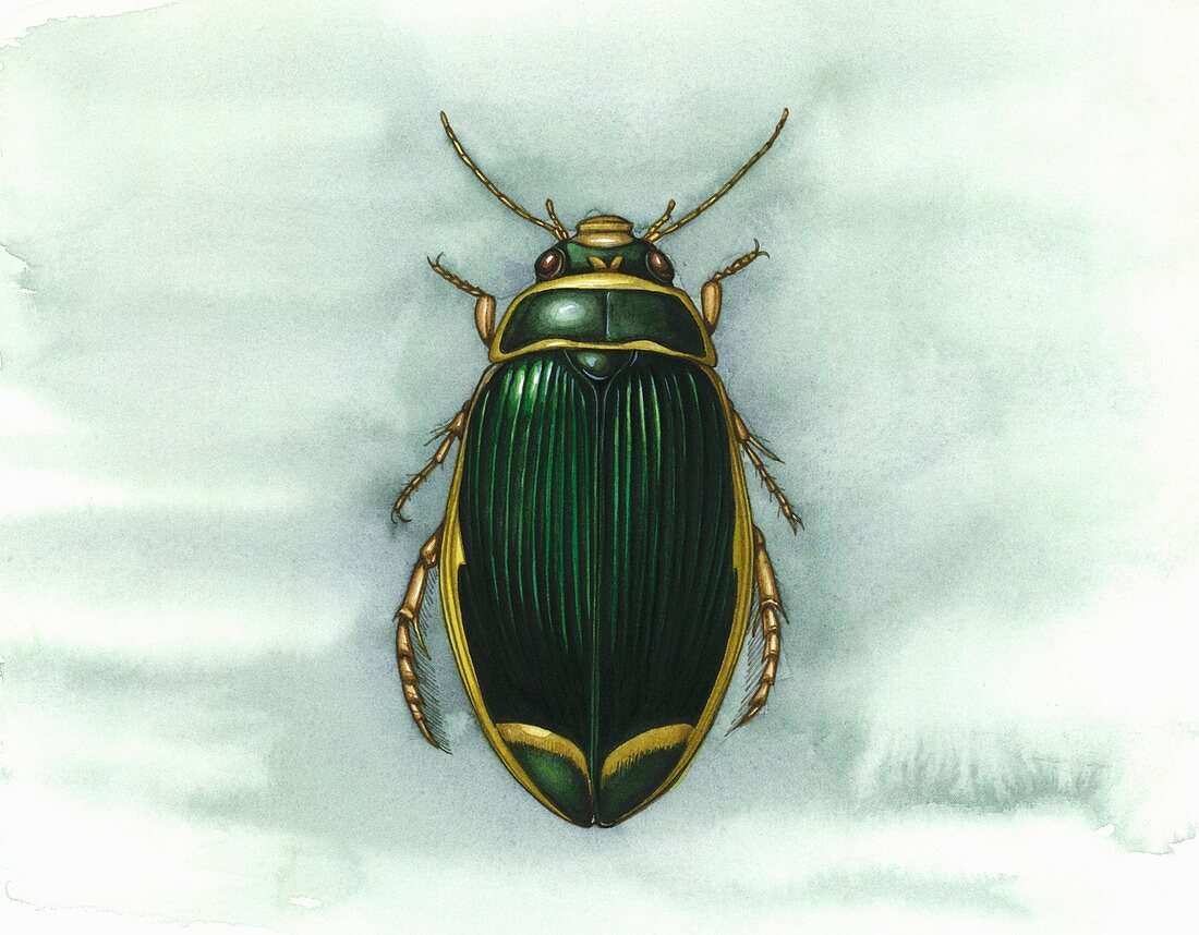 Great diving beetle,artwork