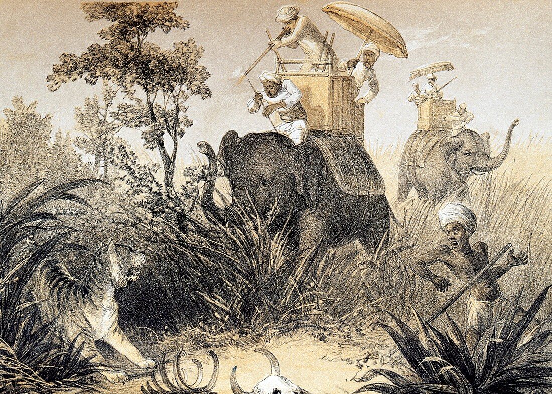 Tiger hunting in India,19th century
