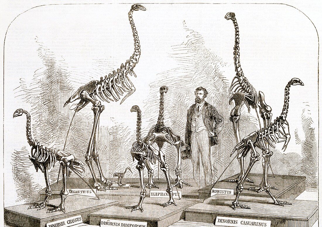 Moa skeletons,19th century artwork