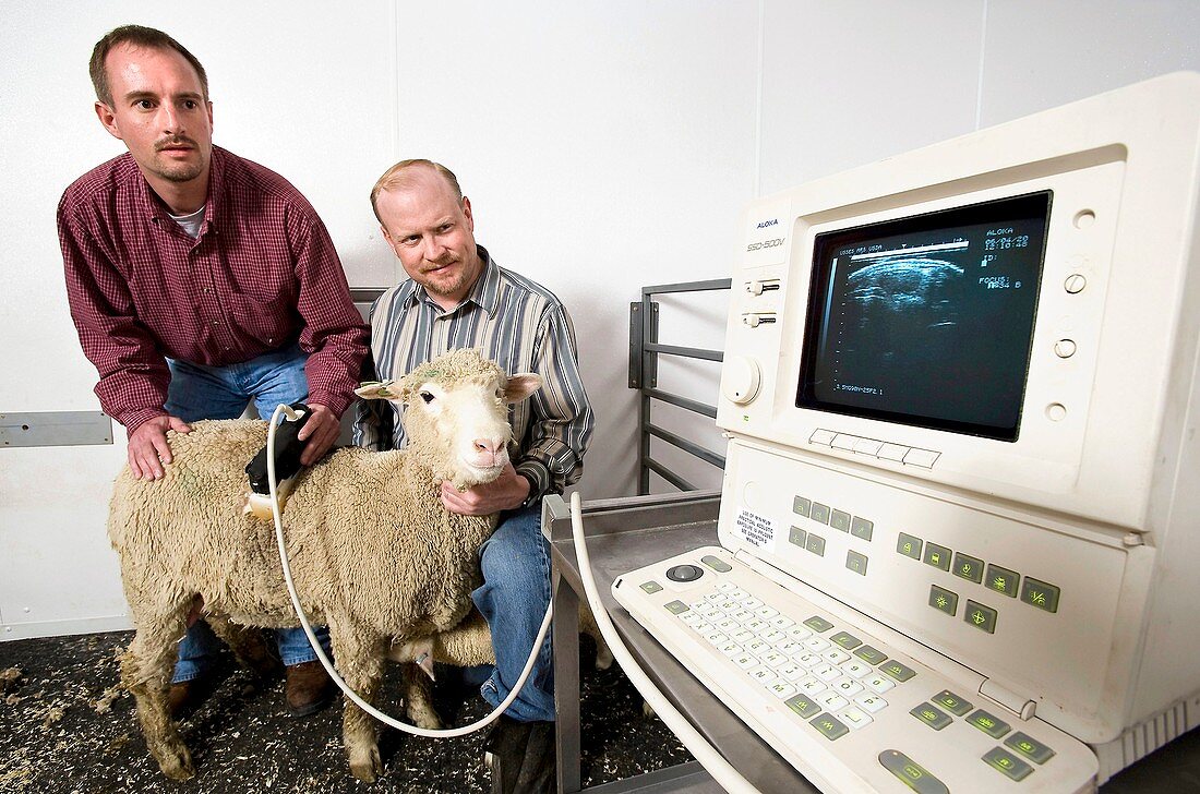 Estimating muscle size in sheep