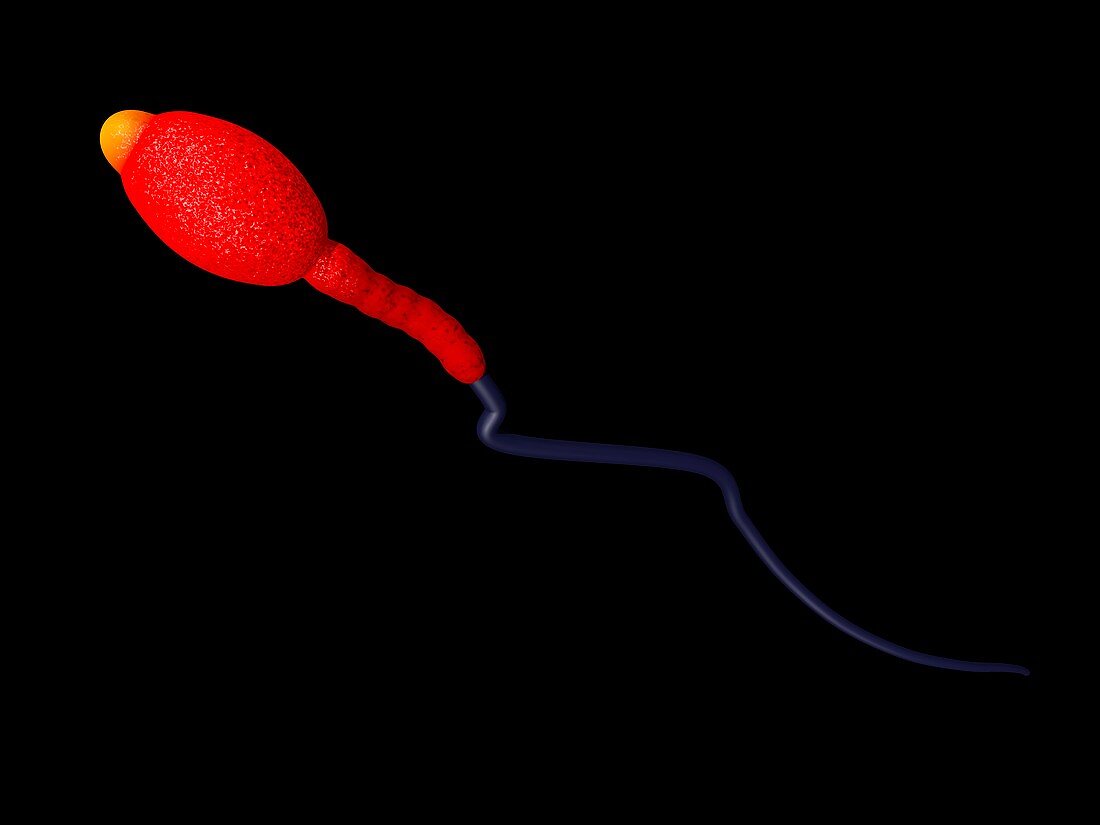 Sperm cell,computer artwork