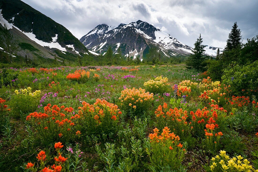 Mountain meadow,Canada