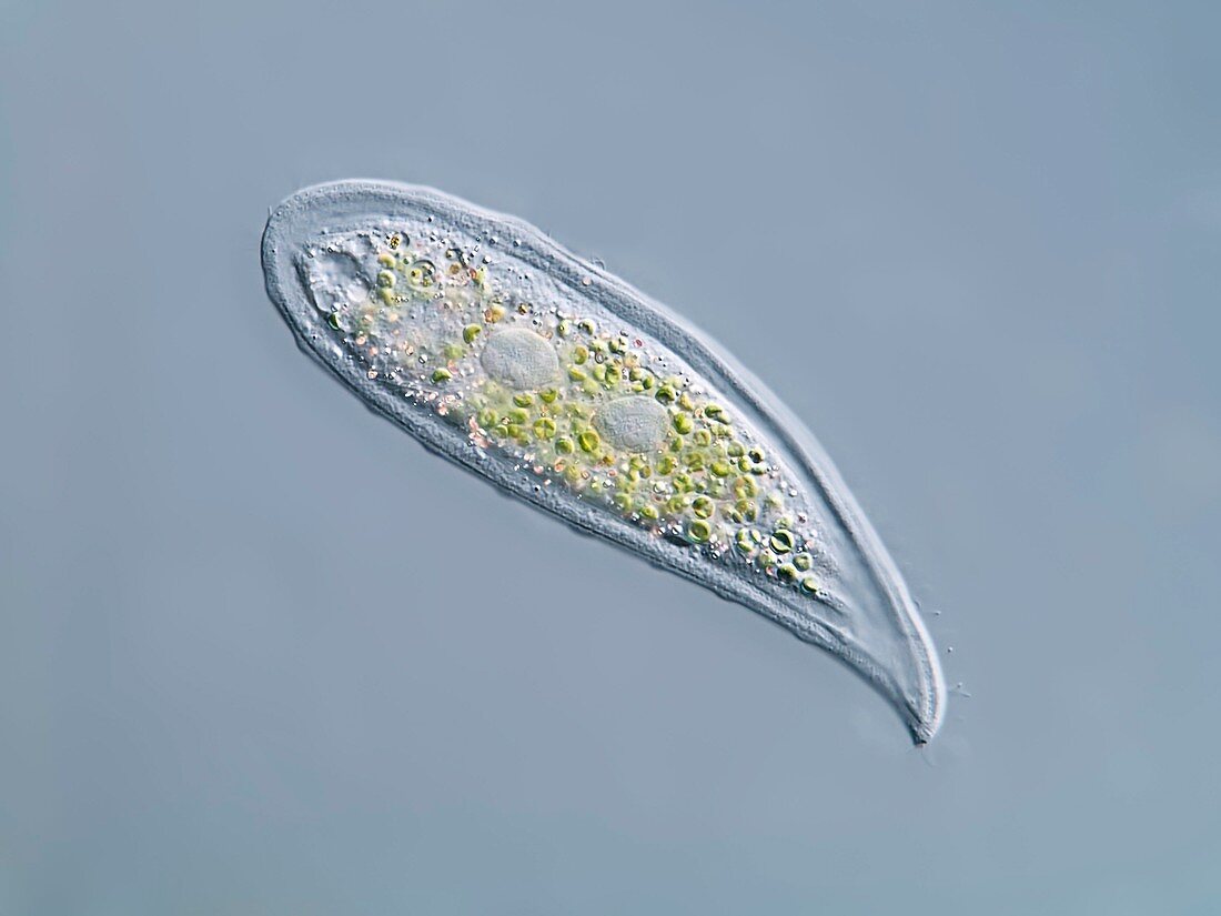 Loxophyllum ciliate,light micrograph