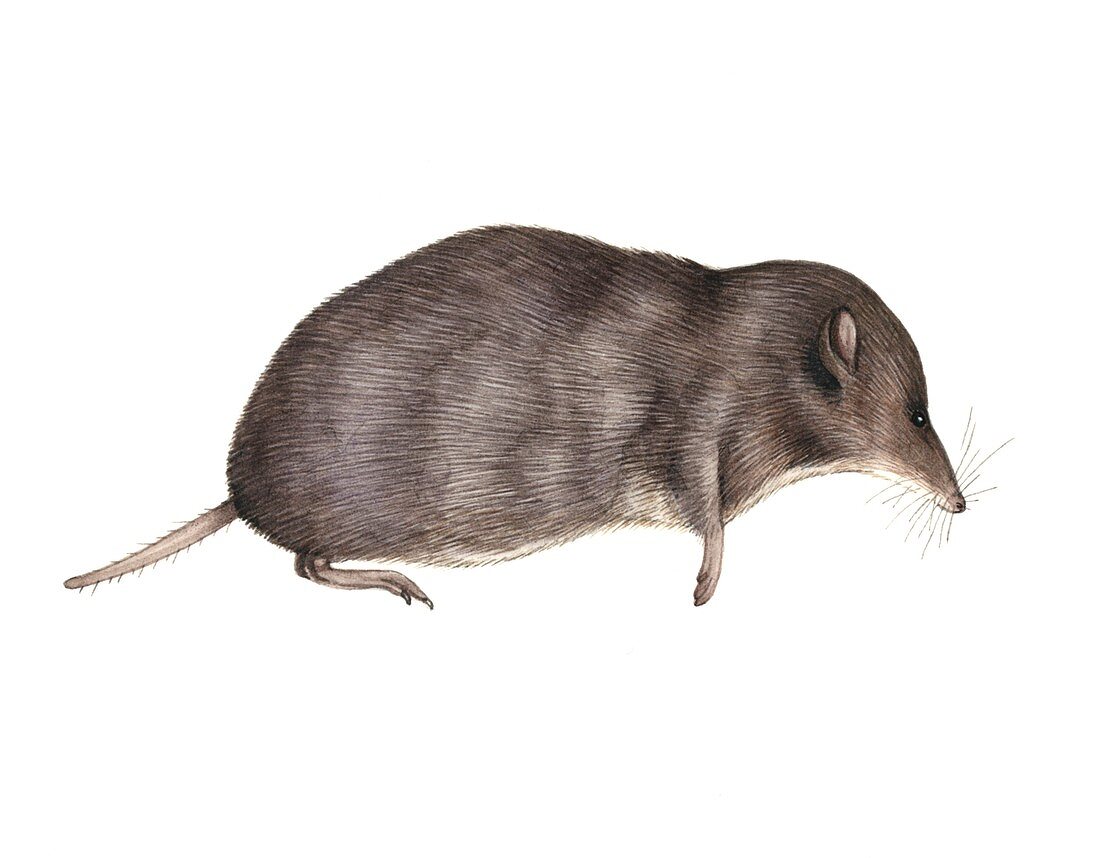 Common shrew,artwork