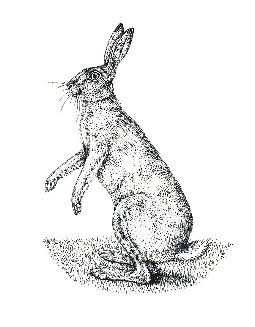 European hare,artwork