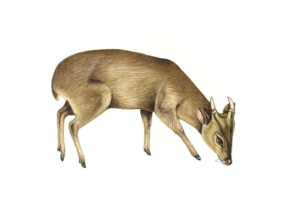 Common muntjac deer,artwork