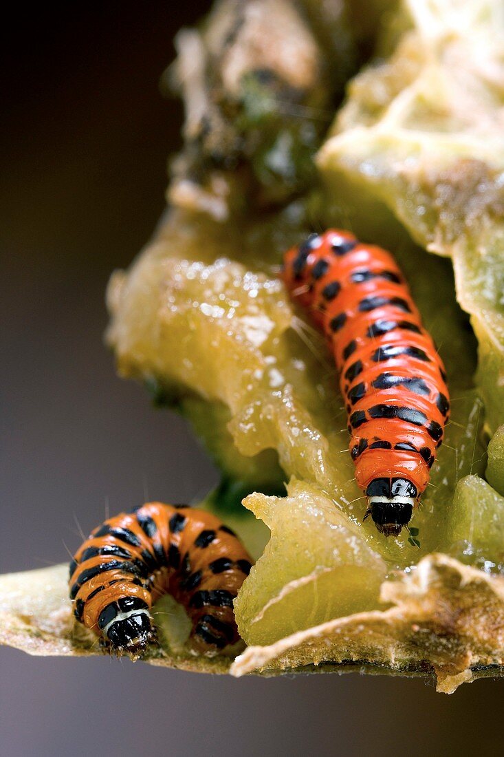 Cactus moth larvae
