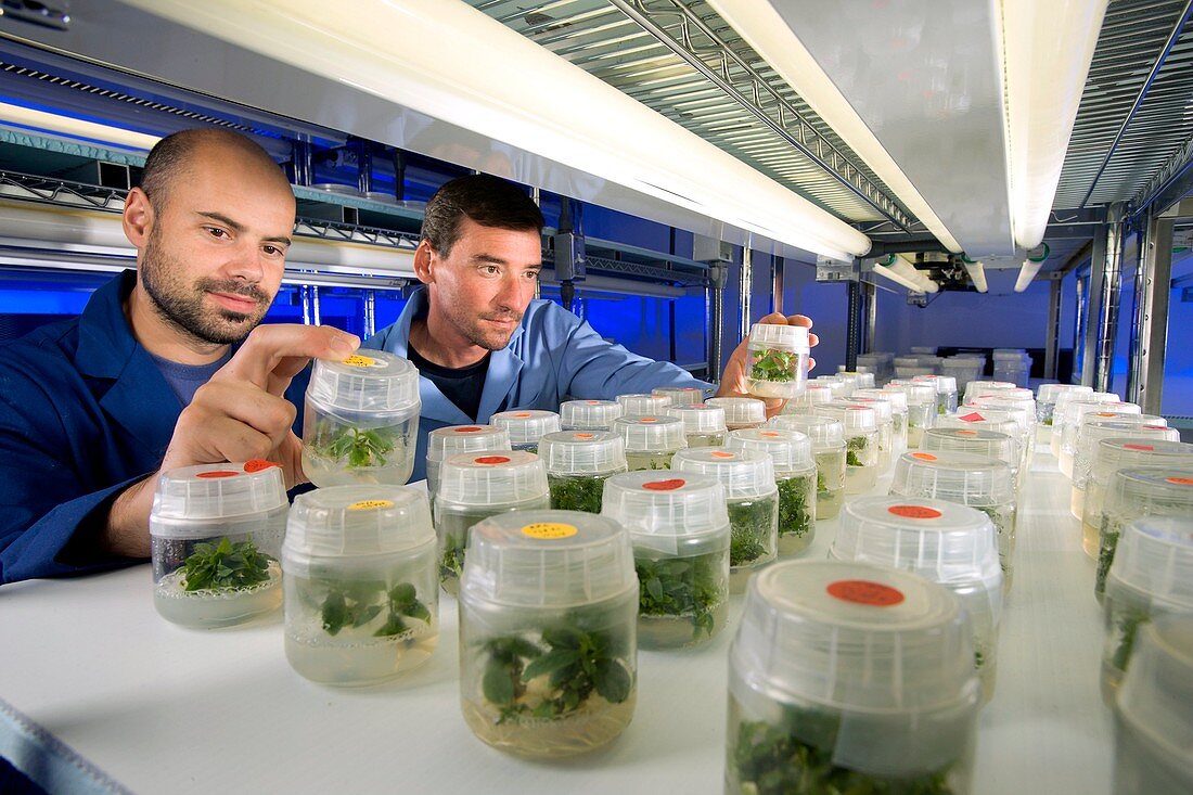 Genetically engineered plant research