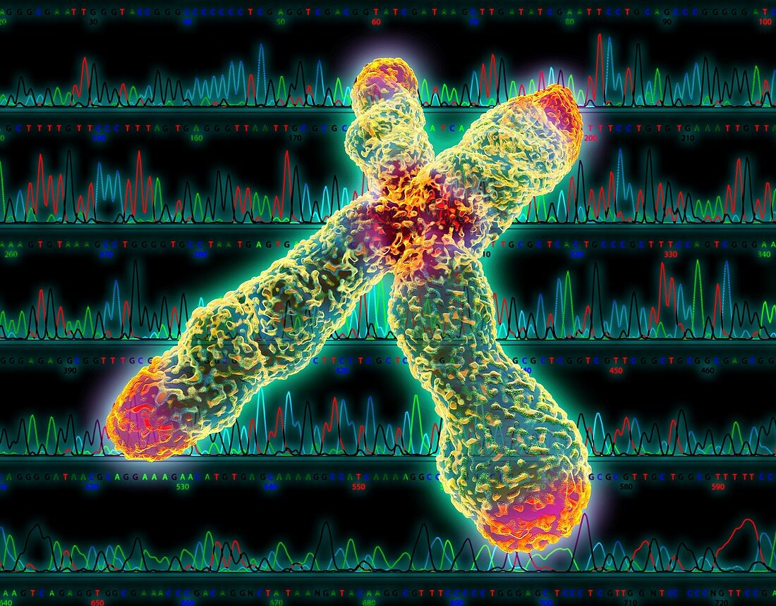X chromosome,centromere and telomeres