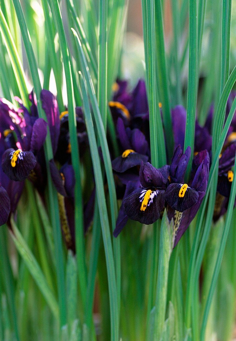 Iris reticulata 'Hercules' flowers