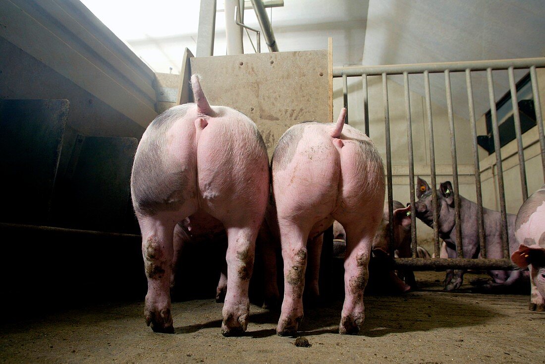 Le Porc Fleuri pigs