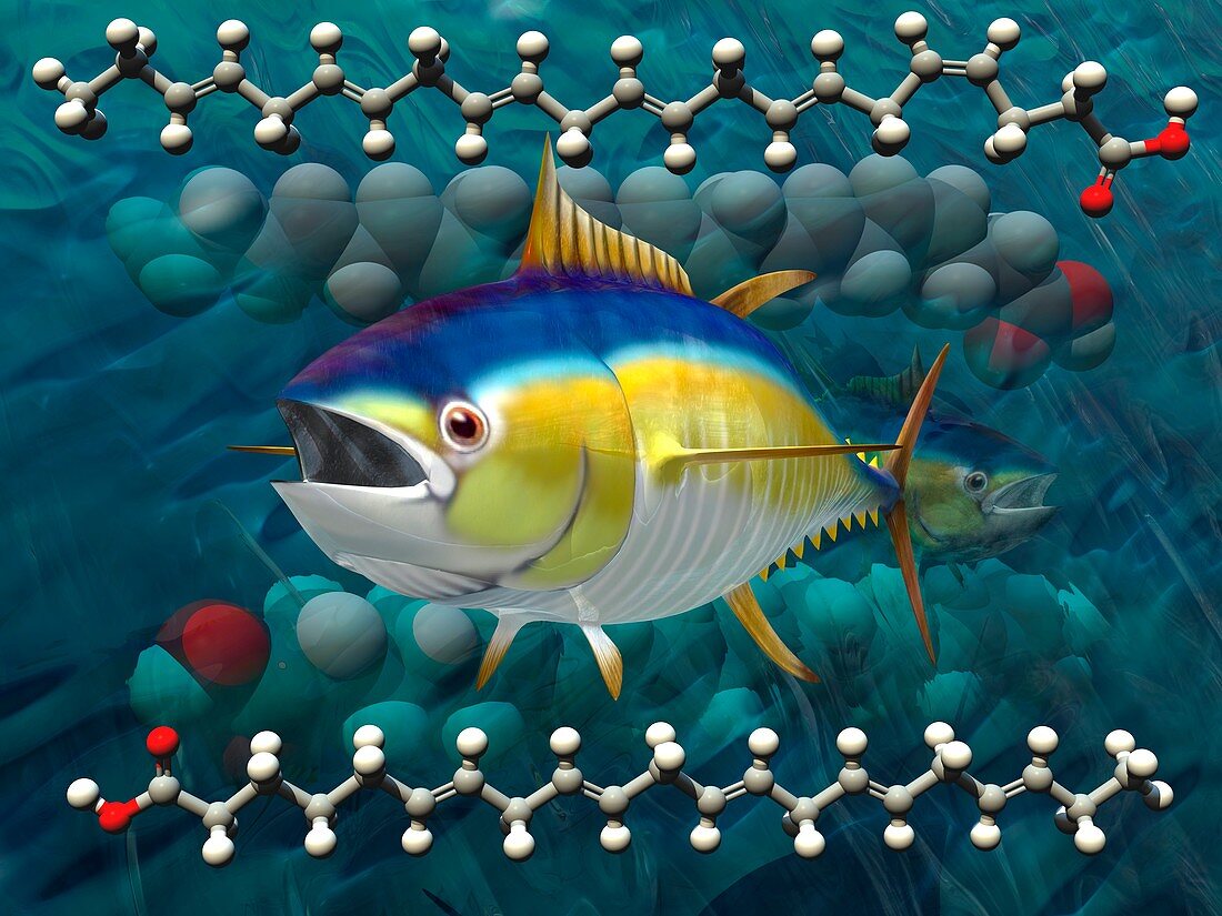 Fish oil fatty acids,artwork