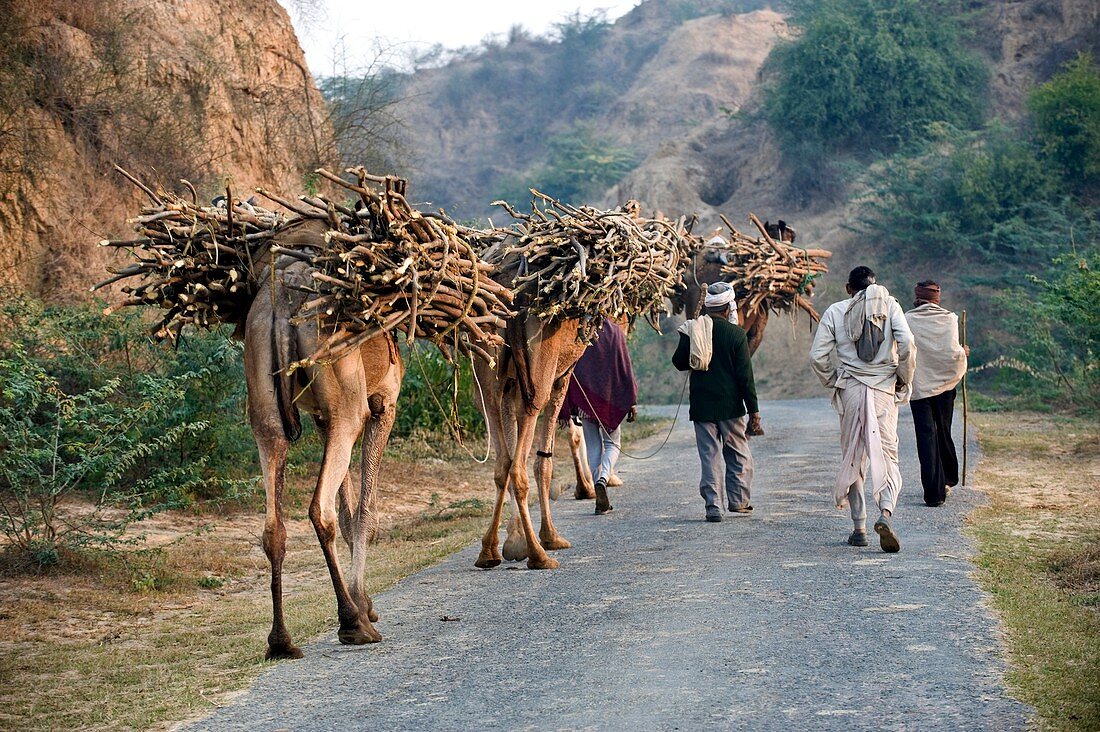 Camels carrying firewood