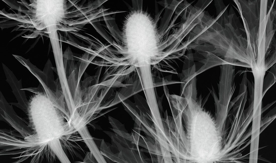 Thistle (Eryngium 'Orion') flowers,X-ray