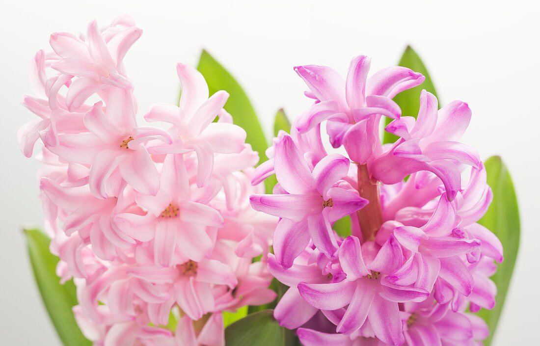 Hyacinth (Hyacinthus sp.) flowers