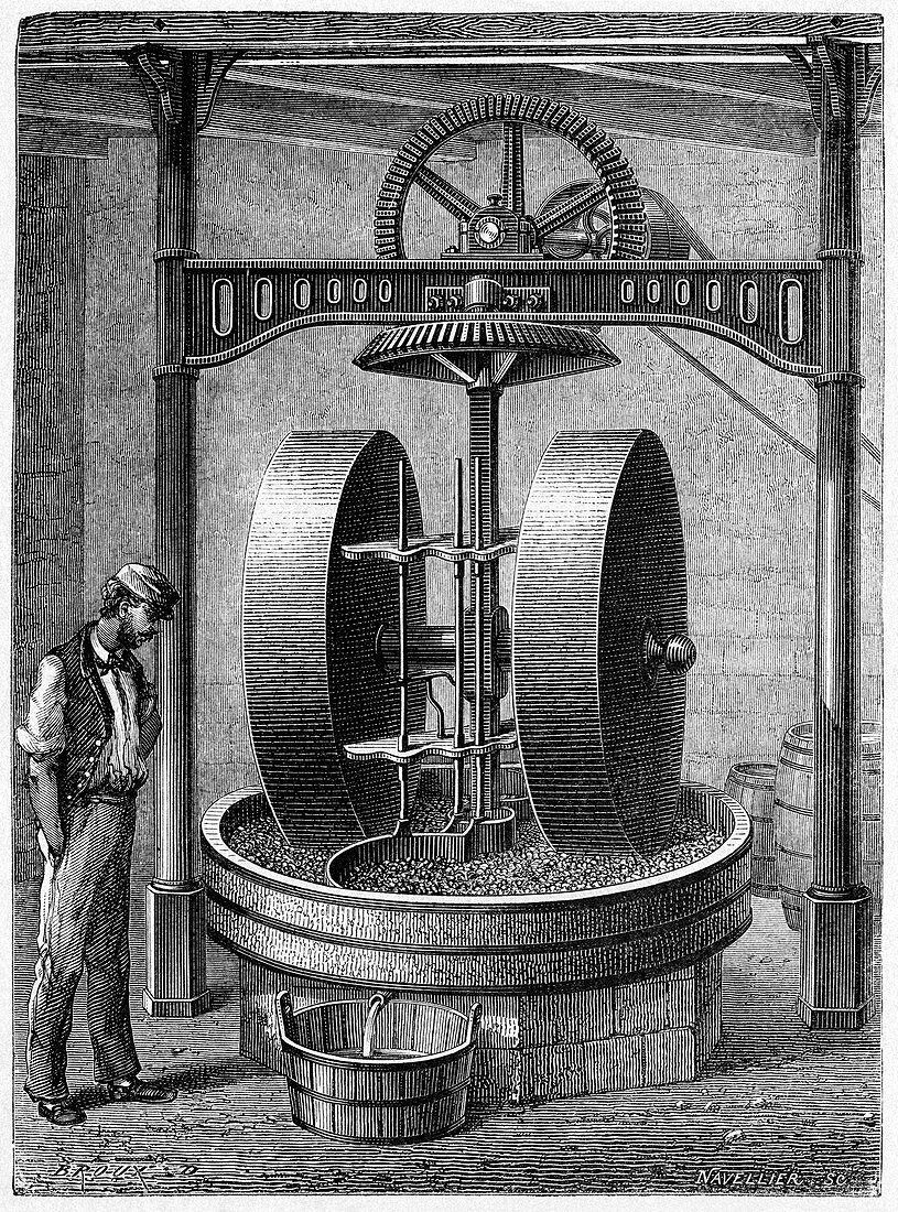 Oil seed grinding,19th century