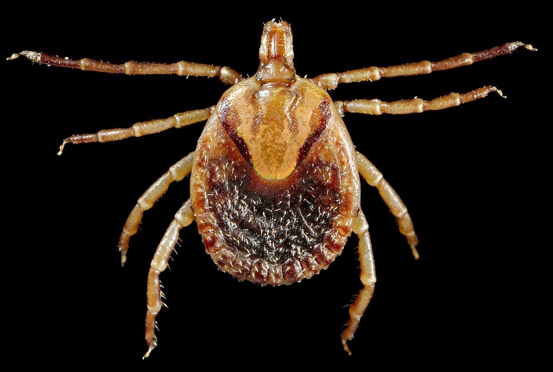 Female cayenne tick