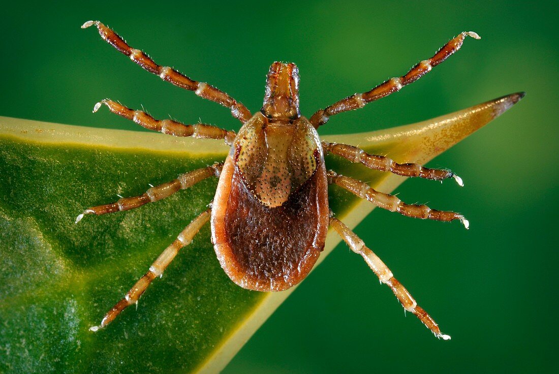 Female yellow dog tick