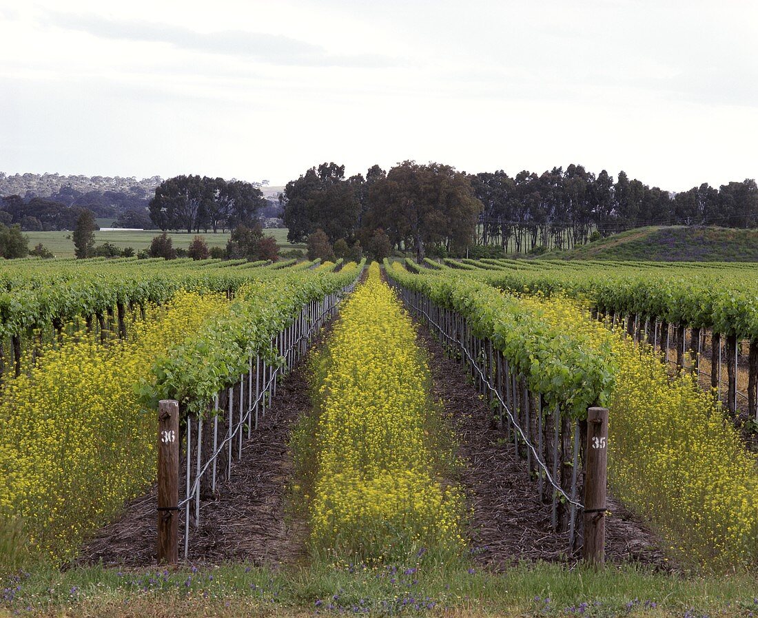 Biologisch-dynamischer Weinberg im Clare Valley, Australien