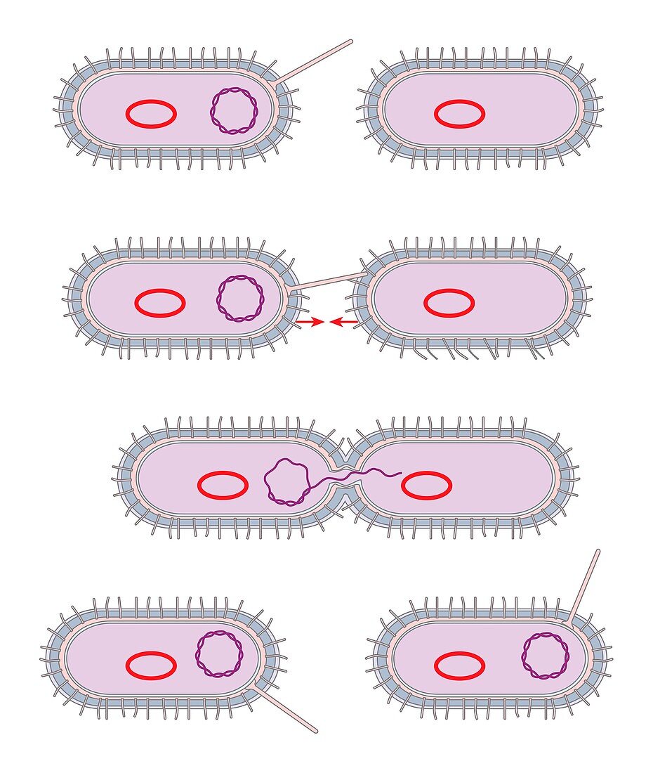 Bacterial conjugation,artwork