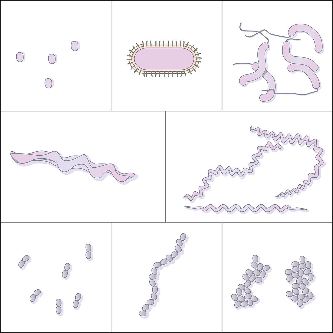 Bacteria shapes,artwork