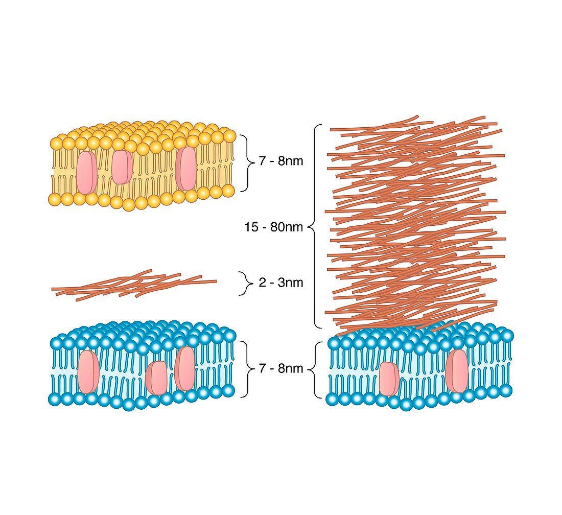 Bacterial cell wall comparison,artwork