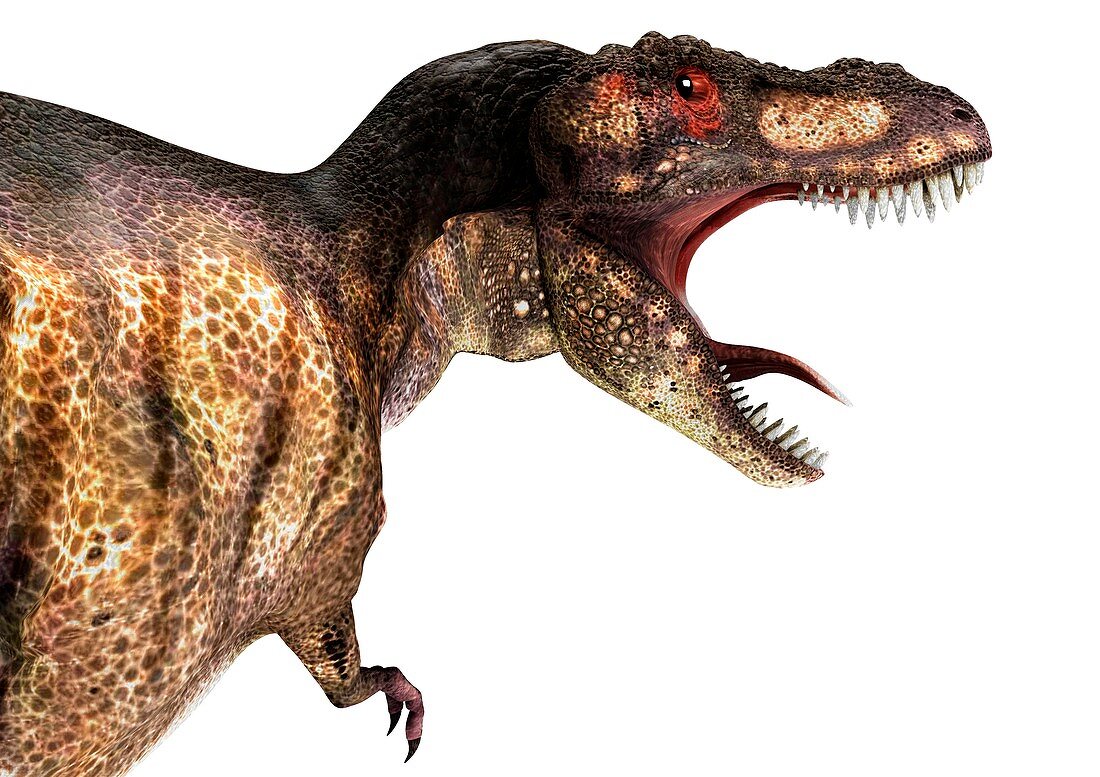 Tyrannosaurus rex,artwork