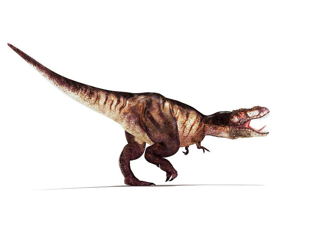Tyrannosaurus rex,artwork