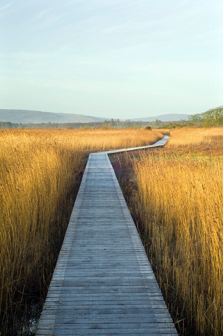 Nature reserve boardwalk
