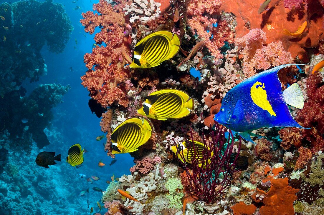 Tropical reef fish