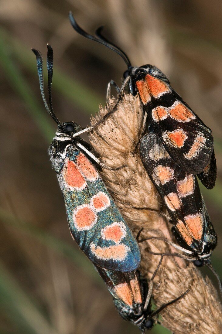 Burnet moths mating