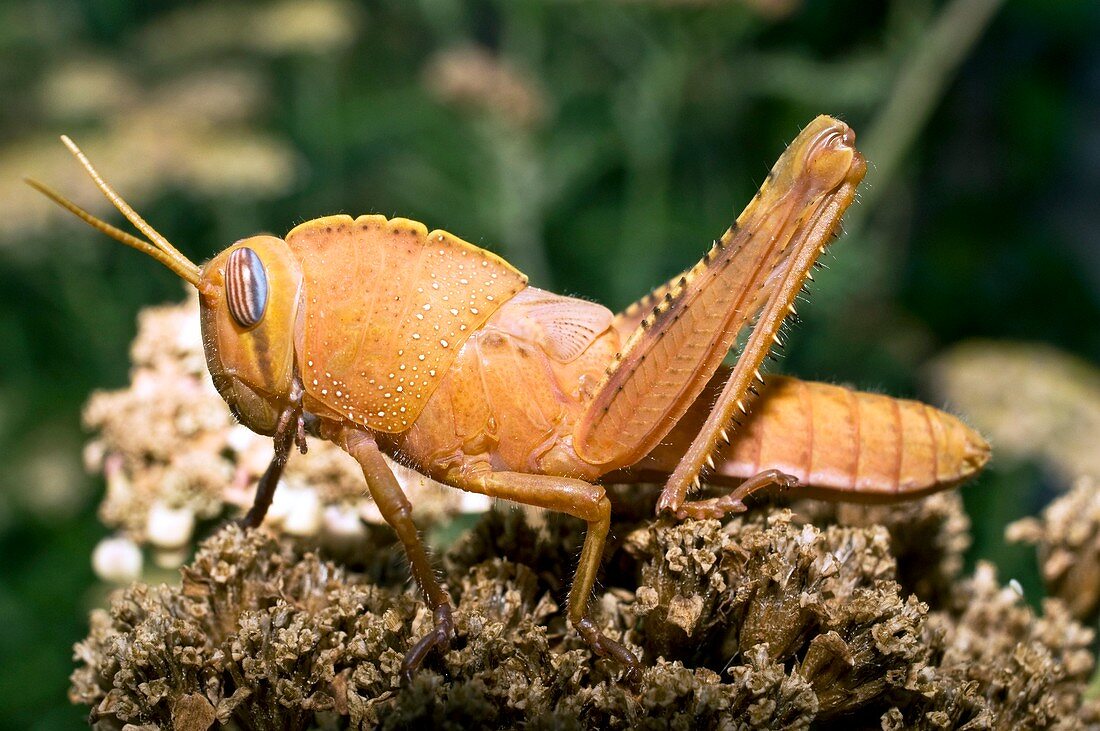 Egyptian grasshopper