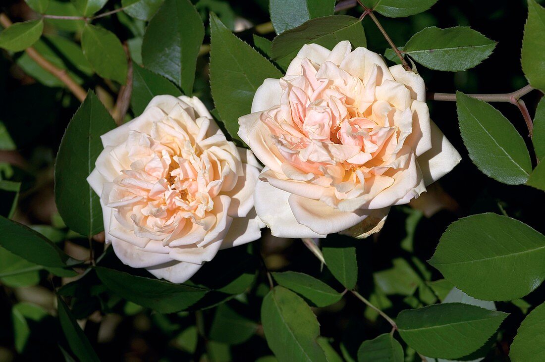 Rose (Rosa 'Reve d'Or')