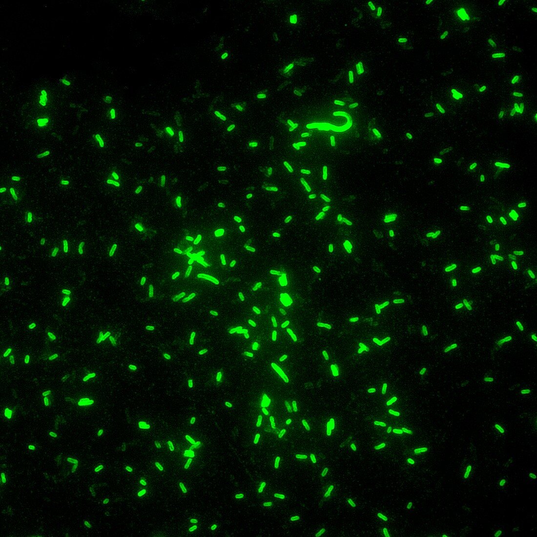 Plague bacteria,light micrograph
